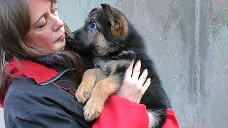 Немецкие овчарки питомника "Дженестра". German Shepherd Kennel "Dzhenestra". Одесса.