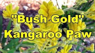 Bush Gold Kangaroo Paw - Anigozanthos humilis x flavidus HD Video  01