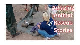 10 Amazing Rescue Stories of Animals