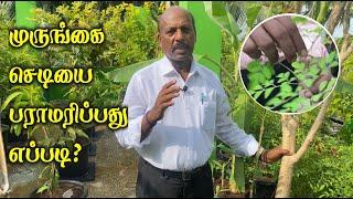 Tips to grow Murugai Plant in Terrace Garden  / முருங்கை செடியை பராமரிப்பது எப்படி?