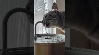 Vanguard of Feline Hydration! ️