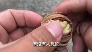 82  核桃成熟了，大头居然把核桃树砍下来摘核桃，有没有这样做法得？