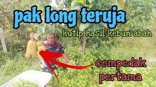 [Episod1234] hari gembira ni, pungut hasil buah di kebun abah.