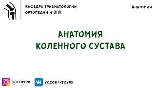 Подробная анатомия коленного сустава за 8 минут | Травматология и ортопедия