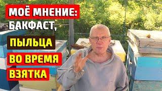 Кочевая пасека авч Вопросы о пчеловодстве