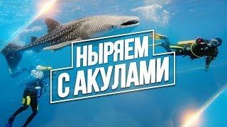 Дайвинг в Филиппинах с Иваном Субботиным  Акулы Ослоб / Diving Philippines Oslob Sharks