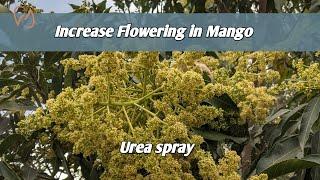 How to increase flowering in mango ? Using urea for mango flowering #mango