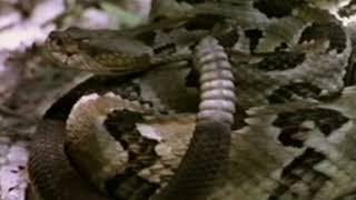 The Snake's Tale | VHS rip | 1988 | Missouri Department of Conservation