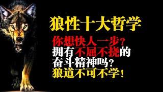 企业团队建设为何推崇狼性文化？它背后有些什么奥妙哲学？看完你会发现原来真的不可不学