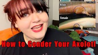 How to Gender Your Axolotl