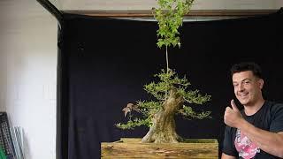 Trail VERSION: Defoliating a Acer buergerianum one year later! | The Bonsai Academy