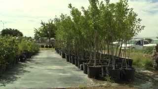 Las Cruces Tree Stewards