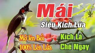 Chào Mào Mái Kích Trống, Kích Bổi Nhanh Căng Lửa - Cách Kích Bổi Sổ Bóng Hót Đấu Cực Hay
