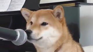 shibe does a sing