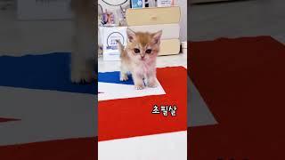 위례고양이분양 브리티쉬숏헤어 골드 Britishshorthair