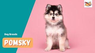 Pomsky: Your Guide To The Sweet And Sassy Pomeranian Husky Mix!