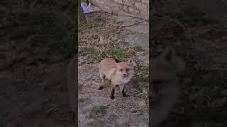 Tilki Kedilerin Mamasına Dadandı - Mavi Kadın