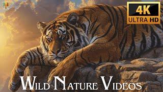 WILD NATURE VIDEOS 4K ULTRA HD