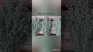 магия трав, полынь. #магия #травы #полынь
