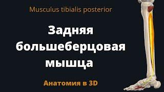 Задняя большеберцовая мышца. Musculus tibialis posterior. Анатомия в 3D.