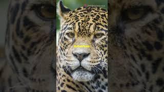 Top 3 facts about amazon rainforest in just 30 seconds#trending#facts#Amazon #RainforestExploration