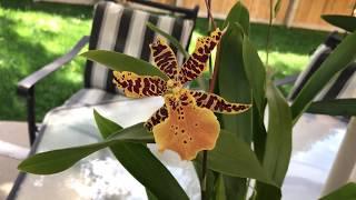 2018’s Most Recent Non Phalaenopsis Additions