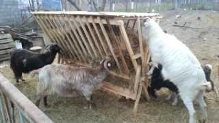 capre carpatine (carpathian goats)