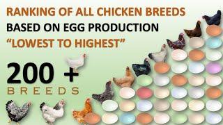 Ranking of All Chicken Breeds Based on Egg Production  | Eggs | Hens | Chickens | Chicken Eggs