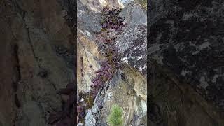 #ручей в скалах #скалы #горы #природарядом #алтай #чудесаприроды #мирвокругнас #природароссии