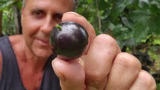 I Encourage You To Plant & Grow JABOTICABA Today!