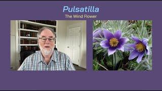 Materia Medica Series #9 Pulsatilla