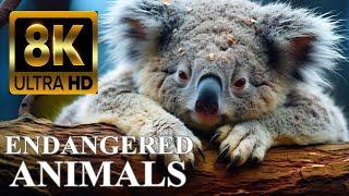 ENDANGERED ANIMALS 8K ULTRA HD with Names and Sounds