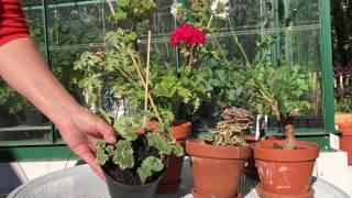 Pelargoner 5 knep från pelargonproffsen för att få vackert blommande pelargoner