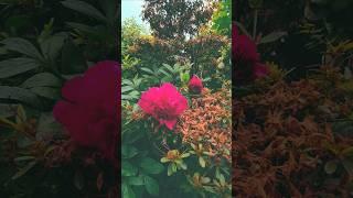beautiful flower  #satisfying #nature #reels #disney @RDRCVLOG
