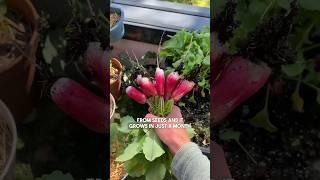 Easy & Quick Tips to grow your own radishes in any space  #gardening #garden #vegetables