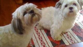 Singing Lhasa Apso!