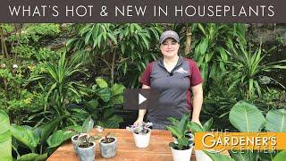 Let's Talk Houseplant Tips  Pro Talk with Joy at The Gardener's Center