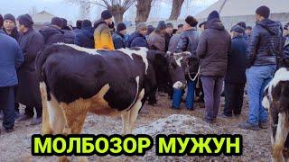 МОЛБОЗОР МУЖУН 22 ДЕКАБР 2022