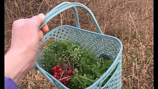 Wild boars after frost in November. I am preparing a vitamin salad with viburnum sauce.