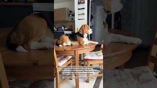 #делайдобро #бигльфарадэй #бигль #фарадэй #beagle #бигльфарик