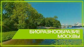 Видео 360 | Биоразнообразие Москвы