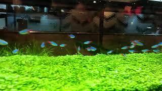 Ikan neon di aquaskif