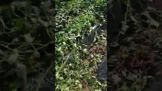 Как копать батат. Порядок действий
