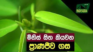 ප්‍රාණජීව | ප්‍රාණ ජීව  | Dancing plant | Telegraph Plant | Codariocalyx motorius | Pranajeewa Tree