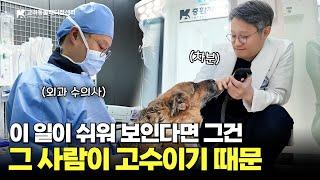보호자도 동물도 이 분 앞에만 가면 차-분 수술과 낭만 사이🩺 #외과수의사 #고려동물메디컬센터