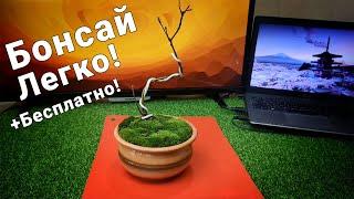 Как вырастить бонсай почти бесплатно? / С чего начать? / Где взять материал?