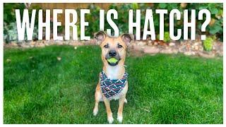 Where's Hatch?? Update on Our New Dog and Traveling in our Lance 825 Truck Camper