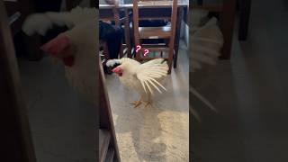 有公雞在教室逛大街？！ #chicken #pets #pet #公雞 #教室 #書店