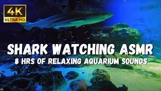 Mesmerizing Underwater Sounds: Dive Into The Ultimate Aquarium Asmr Experience!