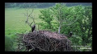 Decorah North Eagles - The dead nest branch breaks, nest falls, eaglets fly / explore.org 6/16/24